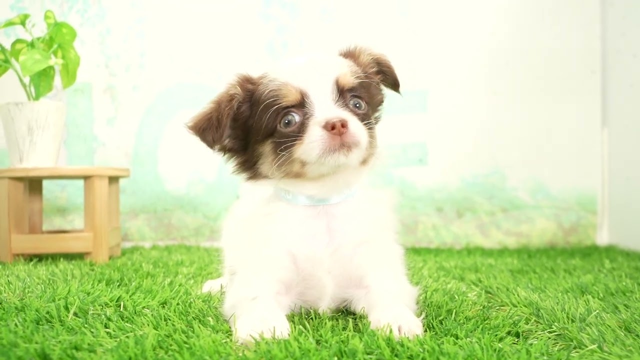 チワワ（ロングコート）の子犬（オス♂） 沼津店｜ペットショップCoo＆RIKU