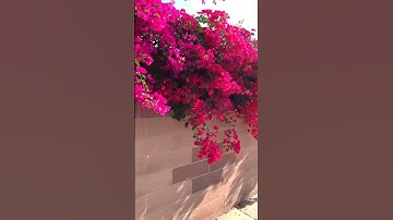 " يَا أَيُّهَا الَّذِينَ آمَنُوا أَطِيعُوا اللَّهَ وَرَسُولَهُ " الشيخ المنشاوي - سورة الأنفال