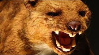 [New] HD - وثائقى الدب قصير الوجه اخطر وحوش عصر ماقبل التاريخ عالم الحيوانات المفترسة