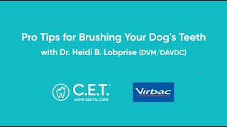 How to Brush Your Dog's Teeth from a Veterinarian by Virbac US 5,185 views 3 years ago 1 minute, 50 seconds