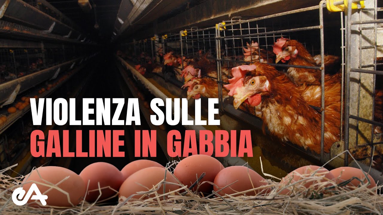 Galline in gabbia e maltrattate - Indagine sotto copertura Essere Animali 