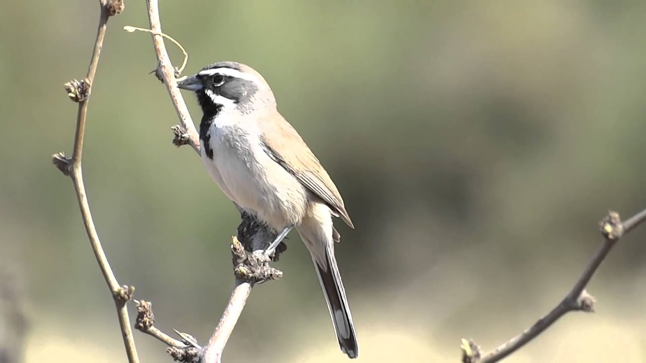 Black-throated Sparrow Song 