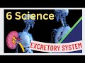 6th science Bridge course module Organ system Excretory system #6science #kidney #edu4all #samacheer
