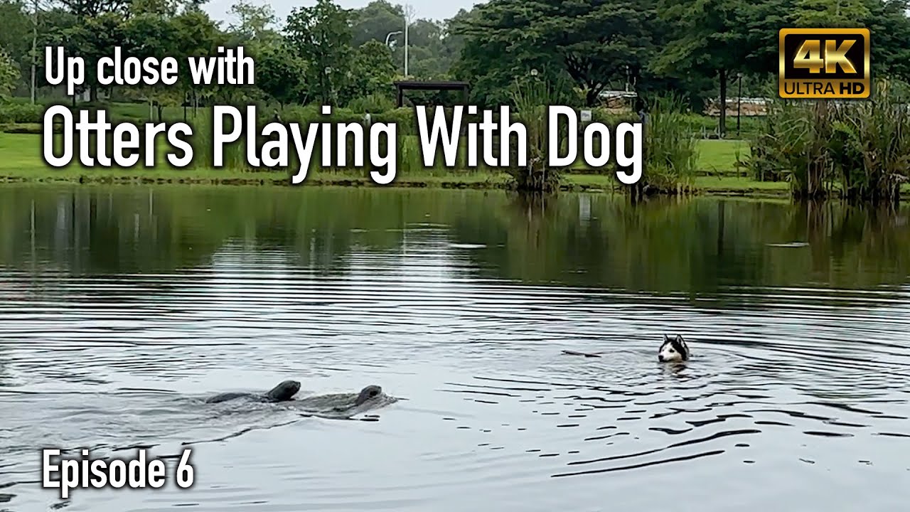 Otters playing with dog Sengkang Riverside Park (Otters episode 6