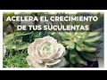 CÓMO ACELERAR EL CRECIMIENTO DE TUS SUCULENTAS | SUCULENTAS MÁS GRANDES