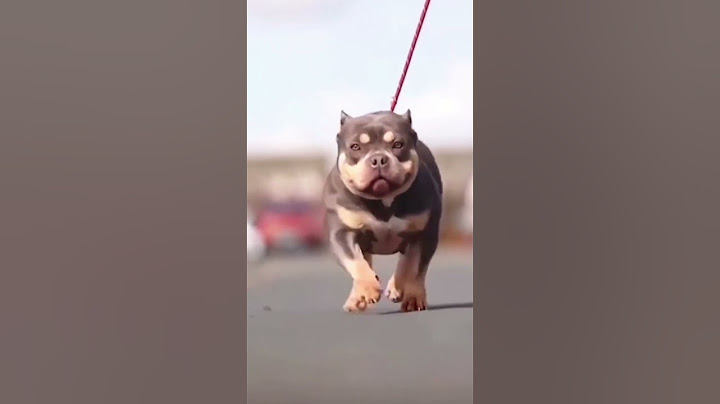 जब ये कुत्ते छोटे होते हैं तो कैसे दिखते हैं।😇🥰😍👀#doglover #dog #pitbull #puppy #shorts