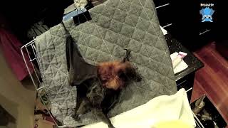 Juvenile flyingfox in care, night one;  Dionysus
