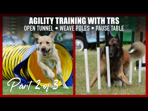 Teach Your Dog the Weave Poles, Pause Table, and Open Tunnel for Agility.