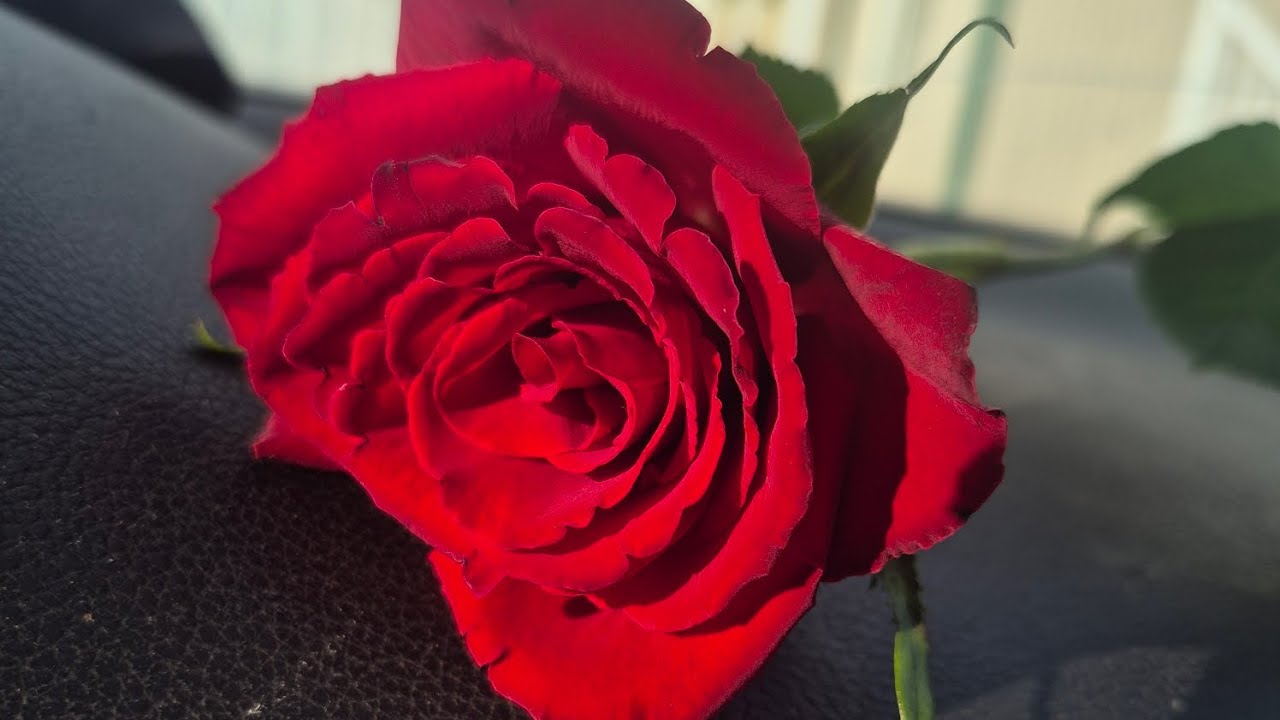 Second winter 🥶  tulip 🌷 blanket finished ❤️ 