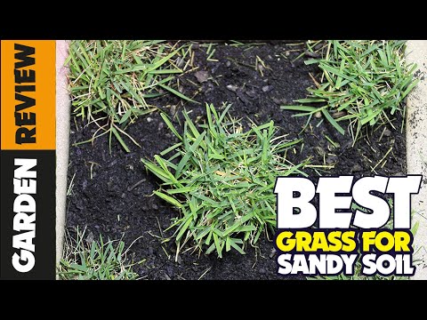 5 Best Grass Seeds for Sandy Soil