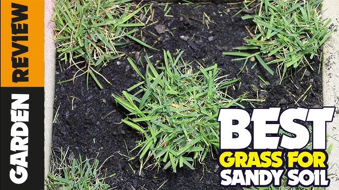 How to Grow Grass in Sandy Soil