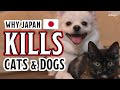 Why Japan SLAUGHTERS cats and dogs more than any other country! The sad situation and how to stop it