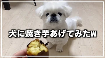 ペキニーズ かわい すぎる ペキニーズ かわい すぎる