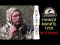 Как нужно манить гуся правильно