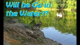 Falls Lake, NC  Holly Point Campground  Training a dog to swim. Camping Near Raleigh, NC