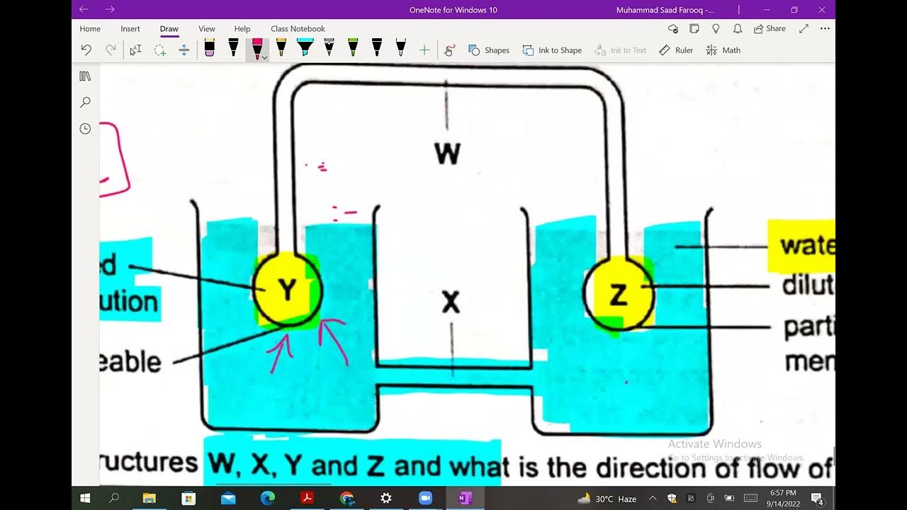 Transport in Plants AS Level Biology (9700) Biologics By Ziai YouTube