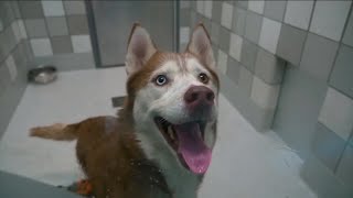 Denver Animal Shelter hoping you can help ease animal overload in their shelters