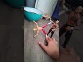 Wwe figures are battling solo vs cody