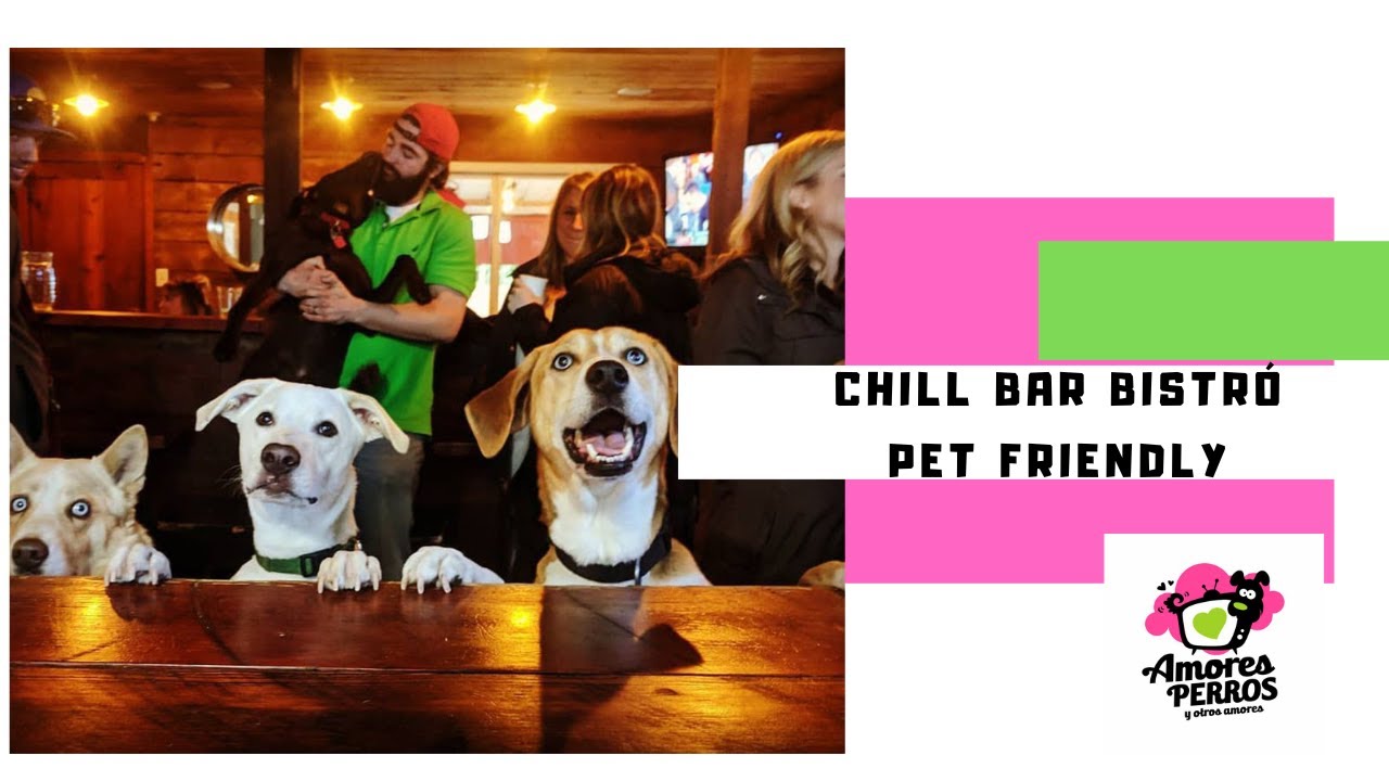 un bar ofrece un menú “Pet friendly” especial para las mascotas