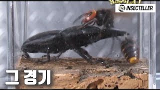 곤충계의 폭군 '장수말벌' 스페셜매치! [충왕전 장수말벌 스페셜 매치] (잔인함주의)