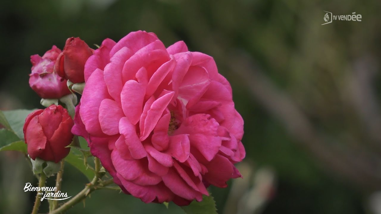 Bienvenue aux jardins : Jardin de Montjoie