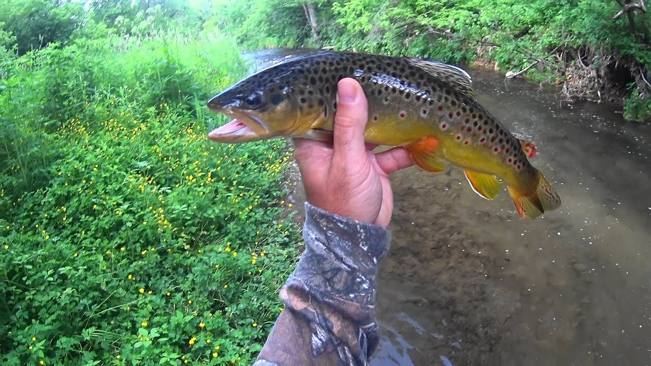 Wisconsin Trout Fishing 6/18/2019 YouTube