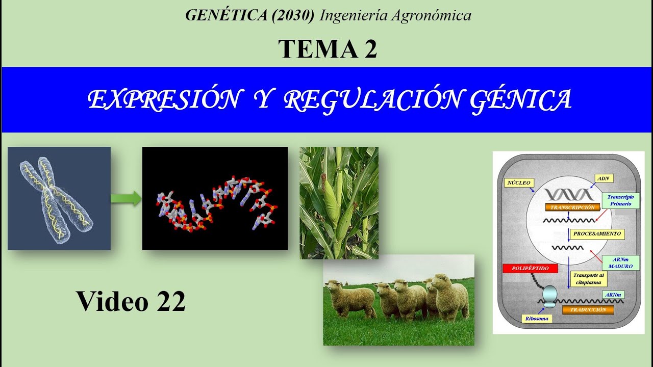 25 Tema 2. Expresión y Regulación Génica - Traducción - Genética (Cód. 2030)