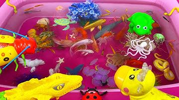 Con Ếch,Cá Chép,Cá Bảy Màu,Cá Heo,Cá Mập,Con Rùa,Bọ Rùa,Cua,Bạch Tuộc,Con Rắn,Animas,Sứa,Con Bò