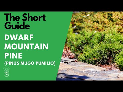 Video: Mountain pine…What features does this wonderful plant have?