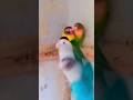 lovebirds singing