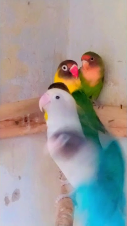 lovebirds singing