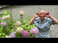 あじさい 七変化 重吉87歳 2026.6.12