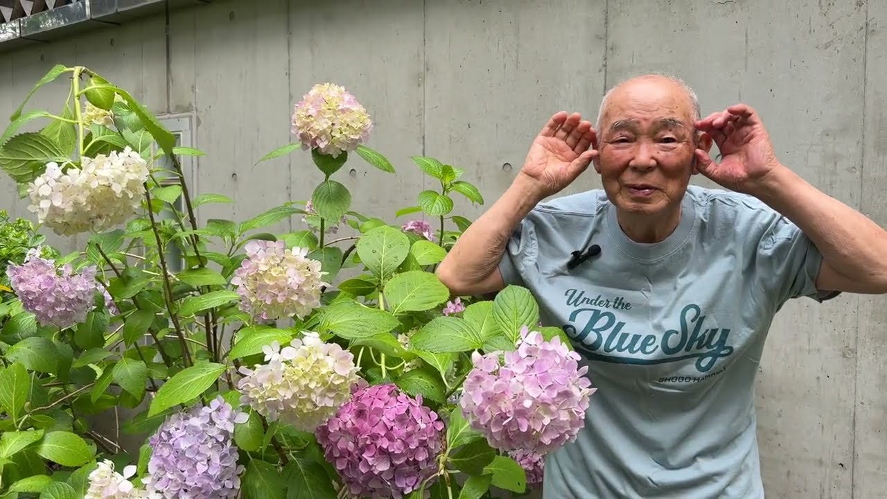 Hydrangea, Seven Transformations, Shigeji, 87 years old, June 12
