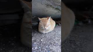 漁港の猫