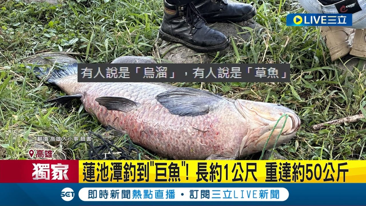 這條魚好大隻 蓮池潭釣到巨魚長約1公尺 重達約50公斤 蓮池潭魚種多 觀光局 違法釣魚最高罰6000元｜記者 涂永全 陳俞安｜【萌寵 