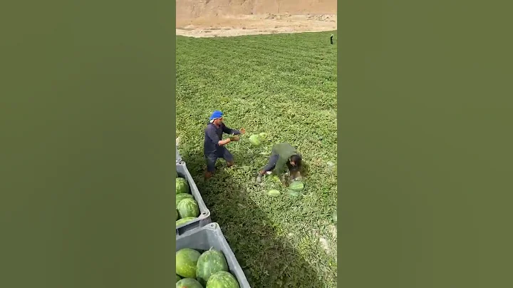 Workers Pick Watermelon Quickly With Synchronised Teamwork - 1332473