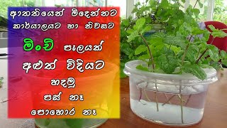 ආතතියෙන් මිදෙන්න නිවසට සහ කාර්යාලයට මිංචි පැළයක් how to grow mint plant without soil and fertilizer