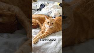 薯餅每天打薯球，但薯餅不是對貓都這麼兇