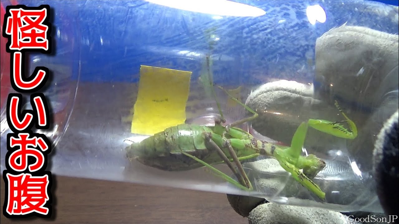 お腹が傷だらけのカマキリ 昆虫採集 カマキリ ハリガネムシ Youtube