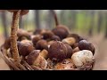 Пять минут и 🍄‍🟫! В этом деле главное не упустить момент! Грибников нет,а сколько мы нашли за час?