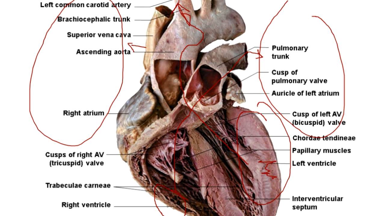 В правый желудочек сердца человека поступает. Трабекулы сердца анатомия. Мясистые трабекулы сердца анатомия. Папиллярные мышцы сердца анатомия.