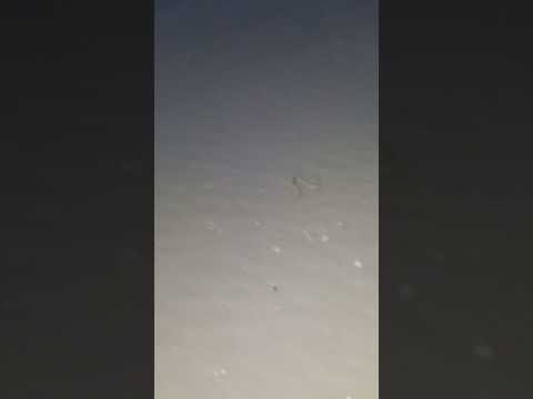 أم جنيب صغيرة في الشتاء مقناص السعودية الفقع