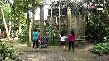 Bali Zoo (Official BTW Video)
