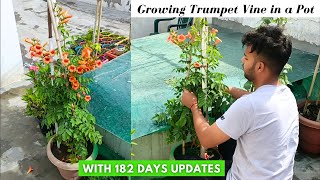 My Experience of Growing Trumpet Vine in a Pot (With 182 Days Updates)