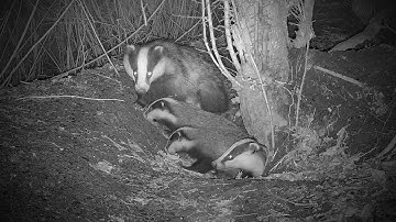 Badger family and cubs, badger sett from dusk to dawn 60fps