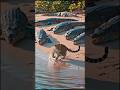কুমিরের ভয়ে পালালো বাঘ! 😳 #viral #wildlife #animals #short #reels #ai #crocodile vs tiger #aivideo