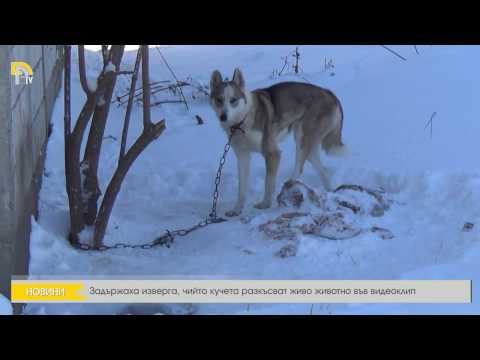 Видео: Кучето, оставено от собствениците, умира при студени температури