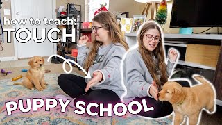 Puppy School: How to Teach Your Puppy &quot;TOUCH&quot; From Start to Finish