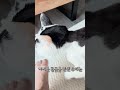 더러운 동물을 만진 후에는 꼭 손을 깨끗하게 씻어야 합니다🐕🦺➡️🧼✋#shorts #shortsvideo #funnycat #catthings #stupide #memes