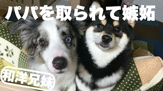 【日常】パパを取られて哀しげな顔をする愛犬が愛おしすぎる。 by サスケん家 862 views 4 months ago 2 minutes, 1 second